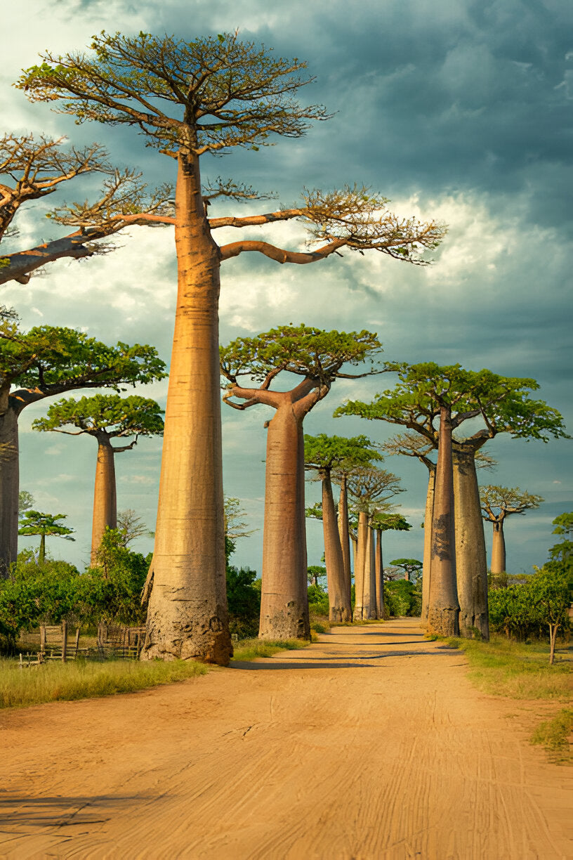 Baobab