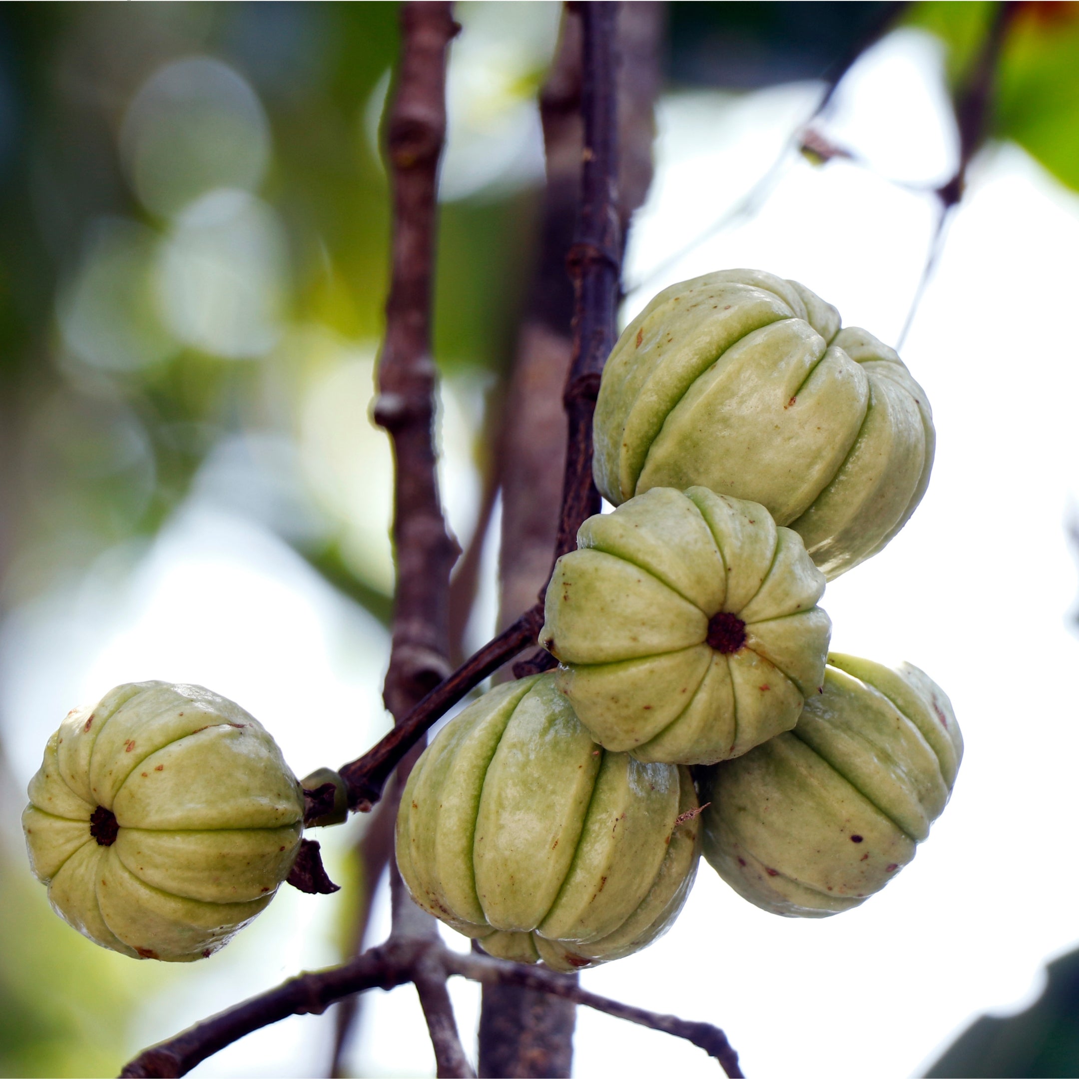 Garcinia Cambogia
