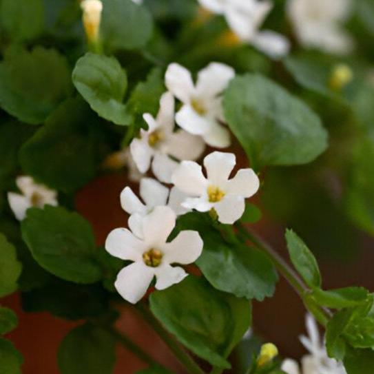 Bacopa Monnieri - HerbalBoost