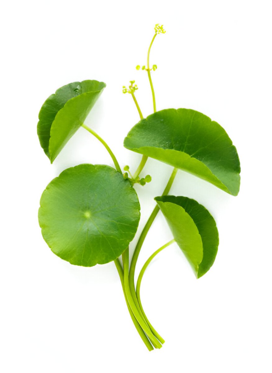 Bacopa Monnieri - HerbalBoost