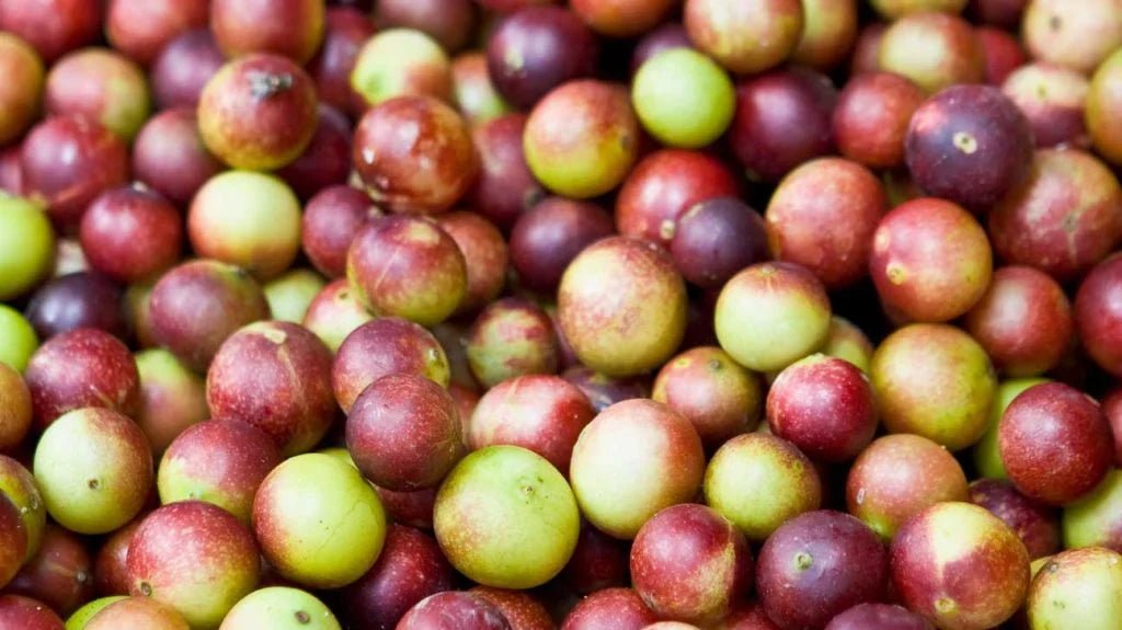 Camu Camu - HerbalBoost