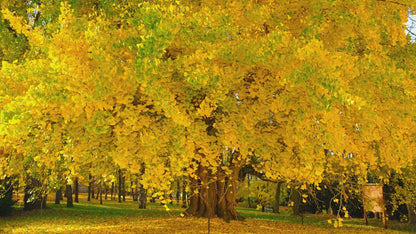 Ginkgo Biloba